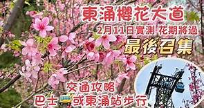 東涌櫻花園 2023 ｜80棵櫻花樹盛開｜實測近期打卡熱點｜花期將過 最後機會｜Cherry blossom Garden Tung Chung