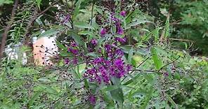 Giant ironweed (Vernonia gigantea) - Plant Identification