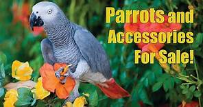 Arizona Bird Store | Parrots - Exotic Birds - Cages For Sale in Mesa AZ
