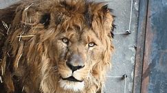 15-year-old lion feels grass for first time