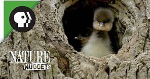 Ducklings Leave the Nest | NATURE Nuggets
