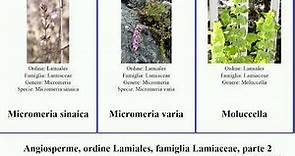 Angiosperme, ordine Lamiales, famiglia Lamiaceae, parte 2 monardella nepeta micromeria lavandula