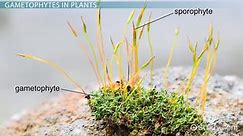 Gametophyte | Definition, Production & Examples