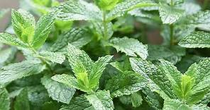 Spearmint (Mint) 101-Nutrition Facts and Health Benefits