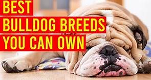 10 Best Bulldog Breeds You Can Own