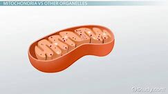 Mitochondrion Definition, Function & Examples