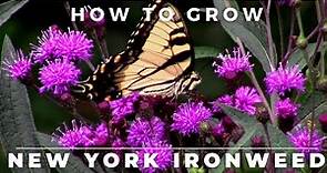 Complete Guide To New York Ironweed, Vernonia Noveboracensis