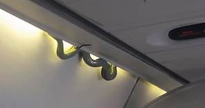 Snake on a Plane Causes Emergency Landing