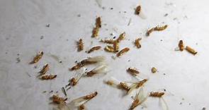 雨季「飛蟻」湧現！入屋繁殖變白蟻災難　專家教你對付絕招 | ETtoday生活新聞 | ETtoday新聞雲