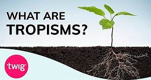 Biology Lesson Idea: Plants, Tropisms and Hormones | Twig