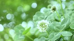 What Is A Clover Lawn? Here's Everything You Need To Know