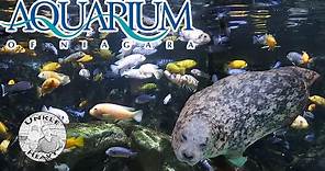 Aquarium of Niagara – Under the Sea by the Falls Tour – Niagara Falls, NY