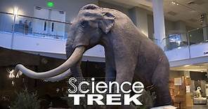 Science Trek:Mammoths: What is a Mammoth?