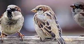 Symbolism of Sparrows (11 Surprising Meanings)