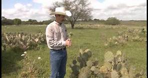 Controlling Prickly Pear