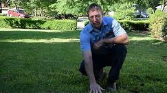 How to Care for St. Augustine Grass