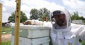 How to Fix a Laying Worker Hive