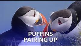 Puffins Pairing Up | Stormborn | BBC Scotland