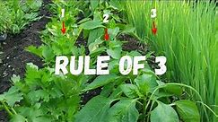 COMPANION PLANTING Made SIMPLE with The Rule of 3!!