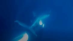 Watch orca tear open whale shark and feast on its liver in extremely rare footage