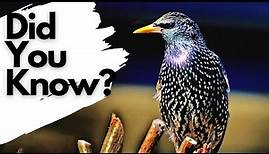 Things you need to know about STARLINGS!