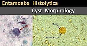 Entamoeba Histolytica Cyst Morphology