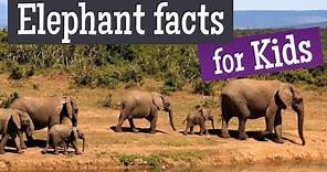 Elephant Facts for Kids