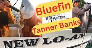 Winter Bluefin Tuna Limits For Most New Lo-An Sportfishing Point Loma Landing San Diego Tanner Bank