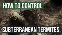 How to Control Subterranean Termites