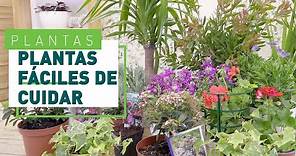 10 Plantas de exterior resistentes y fáciles de cuidar | Plantas en VERDECORA