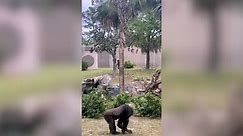 Gorilla amazes visitors as it strolls like human walking upright in zoo in China