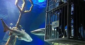 Shark Diving at the Long Island Aquarium