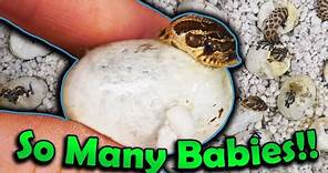 Baby Hognose Snakes Hatching!!