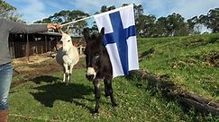 Greetings from an Aussie goat farm: Happy Baaa – rthday Finland!