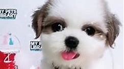 Tri Color Shih Tzu Puppy (Female) For Sale 6