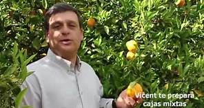 Naranja Valencia Late - Vicent te lo cuenta en Naranja Tradicional de Gandia