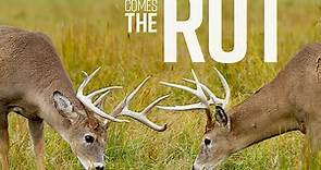 What to Know About the Five Stages of the Whitetail Rut - Game & Fish
