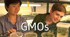 GMOs!