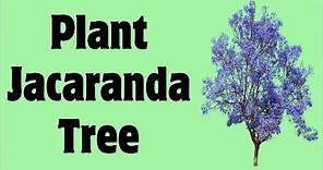 How To Plant Jacaranda Seeds