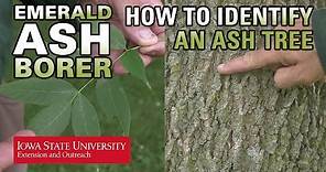 How to Identify an Ash Tree