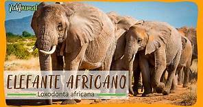 TODO sobre el ELEFANTE AFRICANO: El animal terrestre mas grande del mundo.