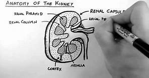 Renal Anatomy 1 - Kidney