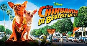 Una Chihuahua de Beverly Hills | Película En Latino