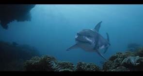 Blu profondo 3 - Deep Blue Sea 3: il trailer del terzo capitolo della serie con gli squali "evoluti"