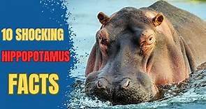 10 Fascinating Facts About Hippopotamus!