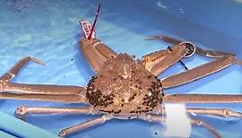 Japon : un crabe des neiges vendu plus de 40 000 euros