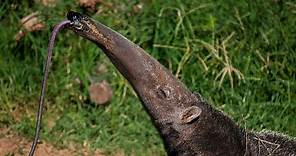 10 Incredible Anteater Facts