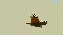 一只鸟儿在天空自由飞翔，它的毛羽漂亮，飞起来的慢动作惊艳！