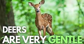 Deer Facts Video – Interesting Facts about Deer