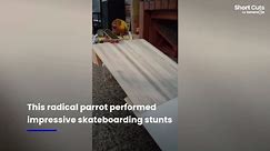 Owner records amazing skateboarding parrot riding down DIY ramps